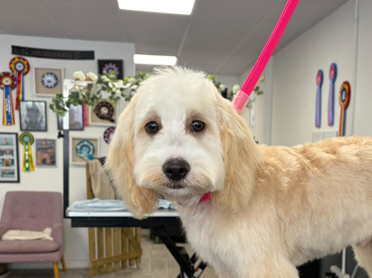 The same cockapoo after its full groom, with a neatly scissored coat and a tidy, rounded face