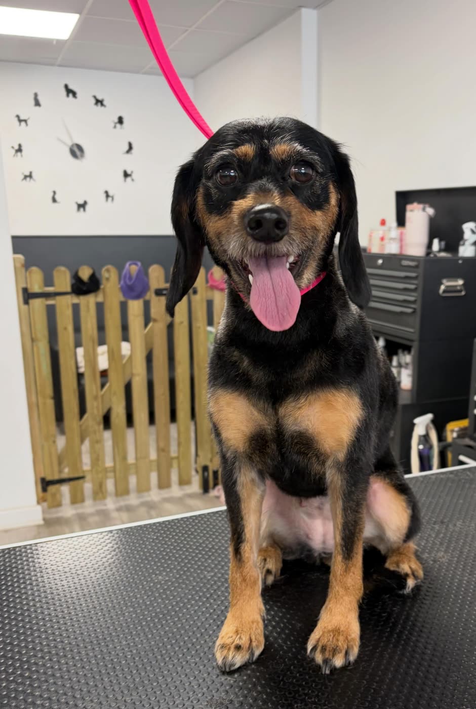 The same dog after grooming, with a clean, tidy, close-trimmed coat and a happy expression