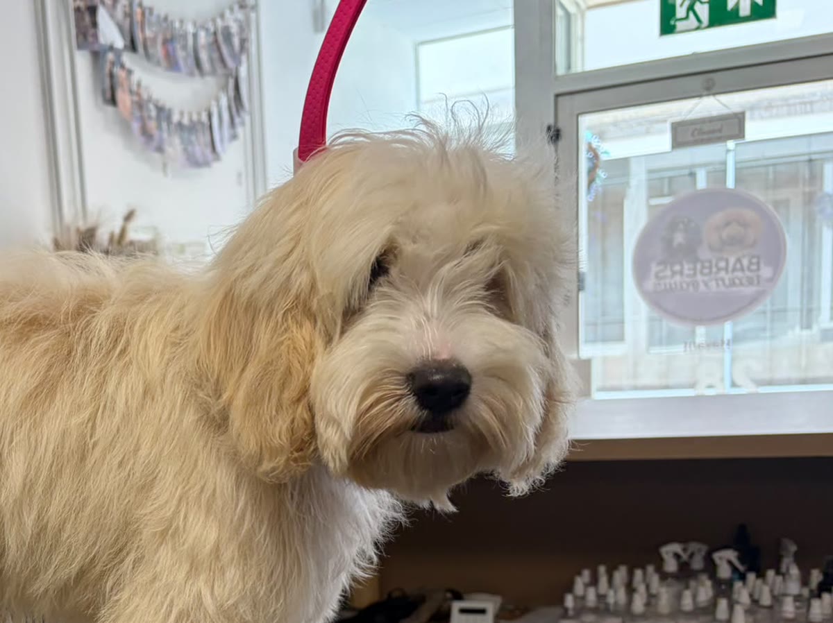 A cream cockapoo standing on the grooming table at the start of its appointment, coat long and fluffy