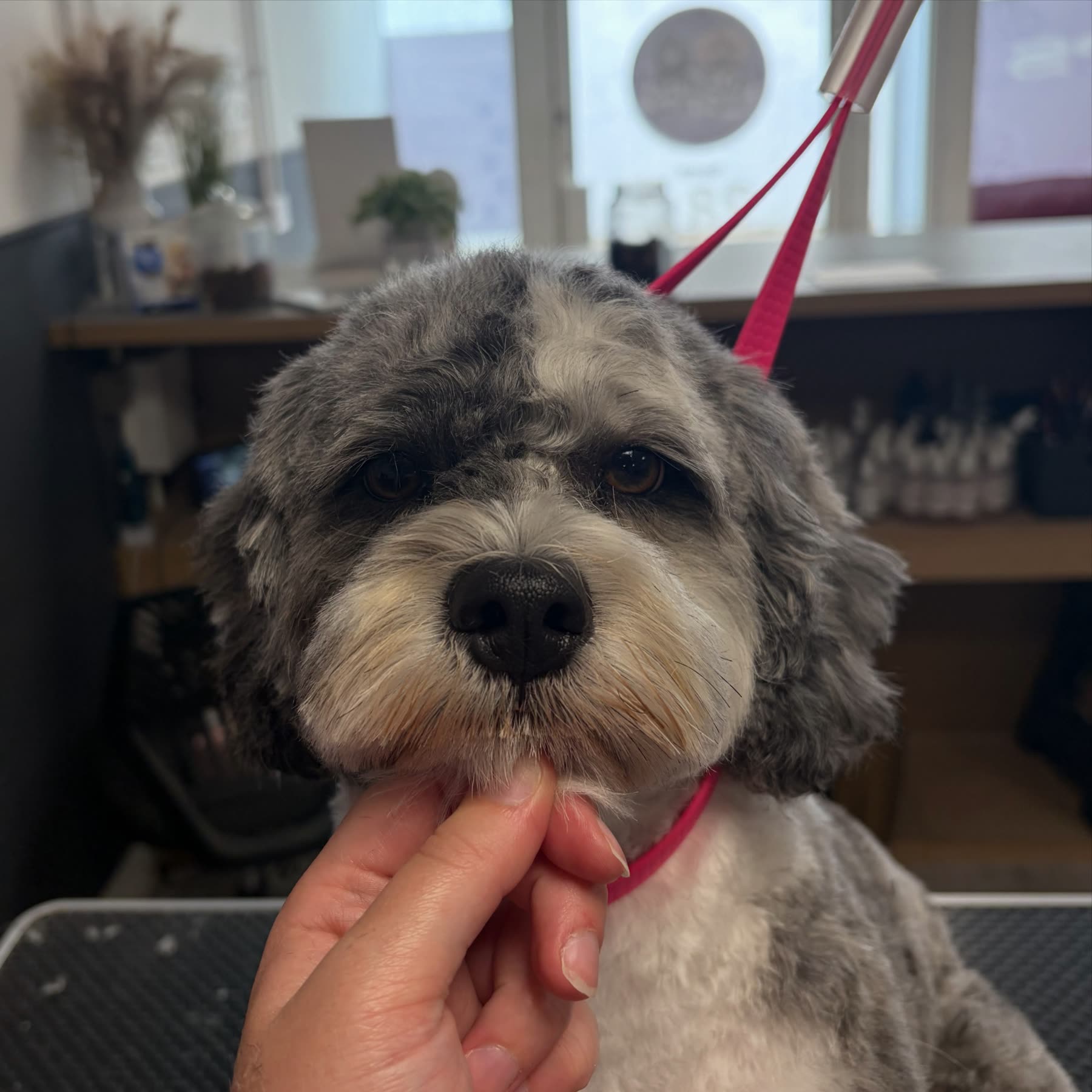 A groomer's hand gently holding a grey cockapoo's chin while working on its face