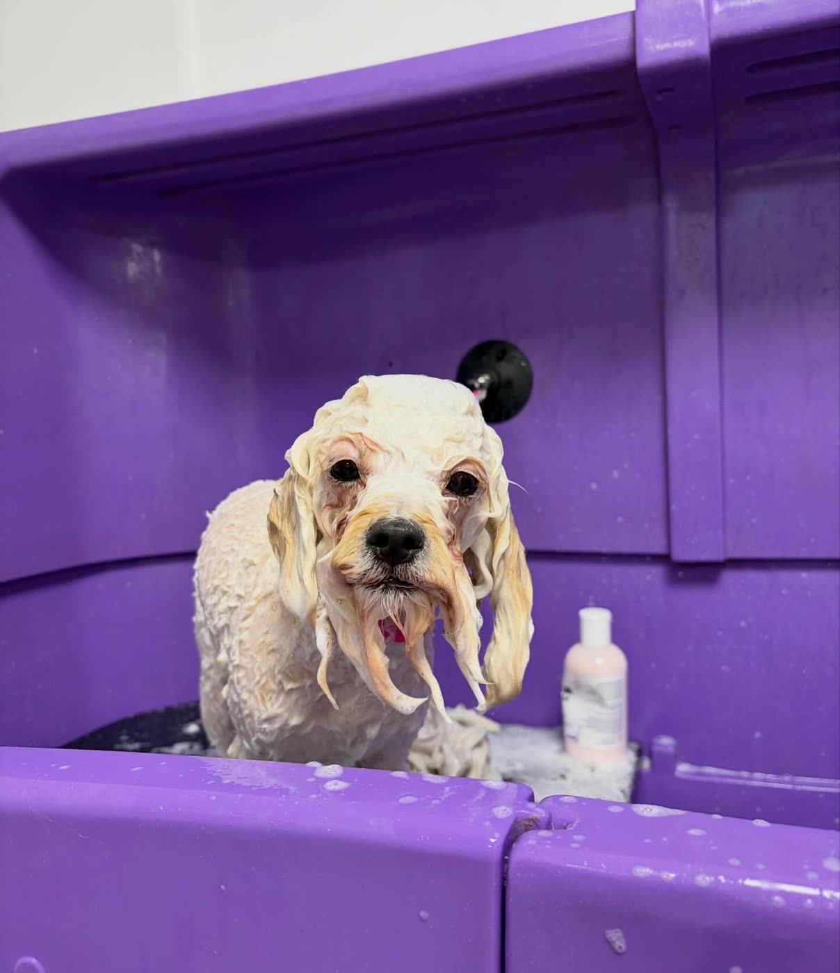 A cream cockapoo being shampooed in a purple bath