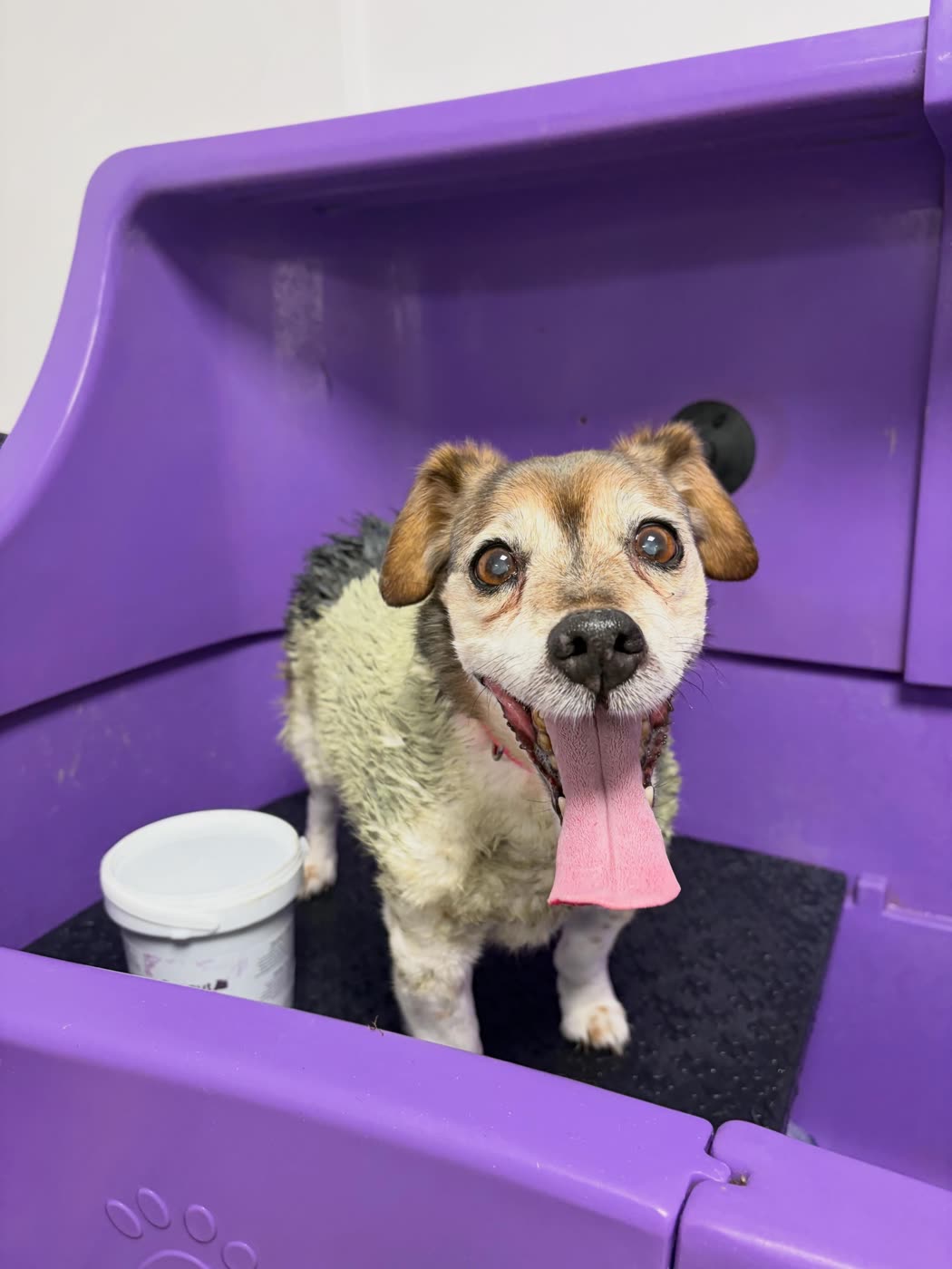 A wet Jack Russell terrier in the bath with its tongue out