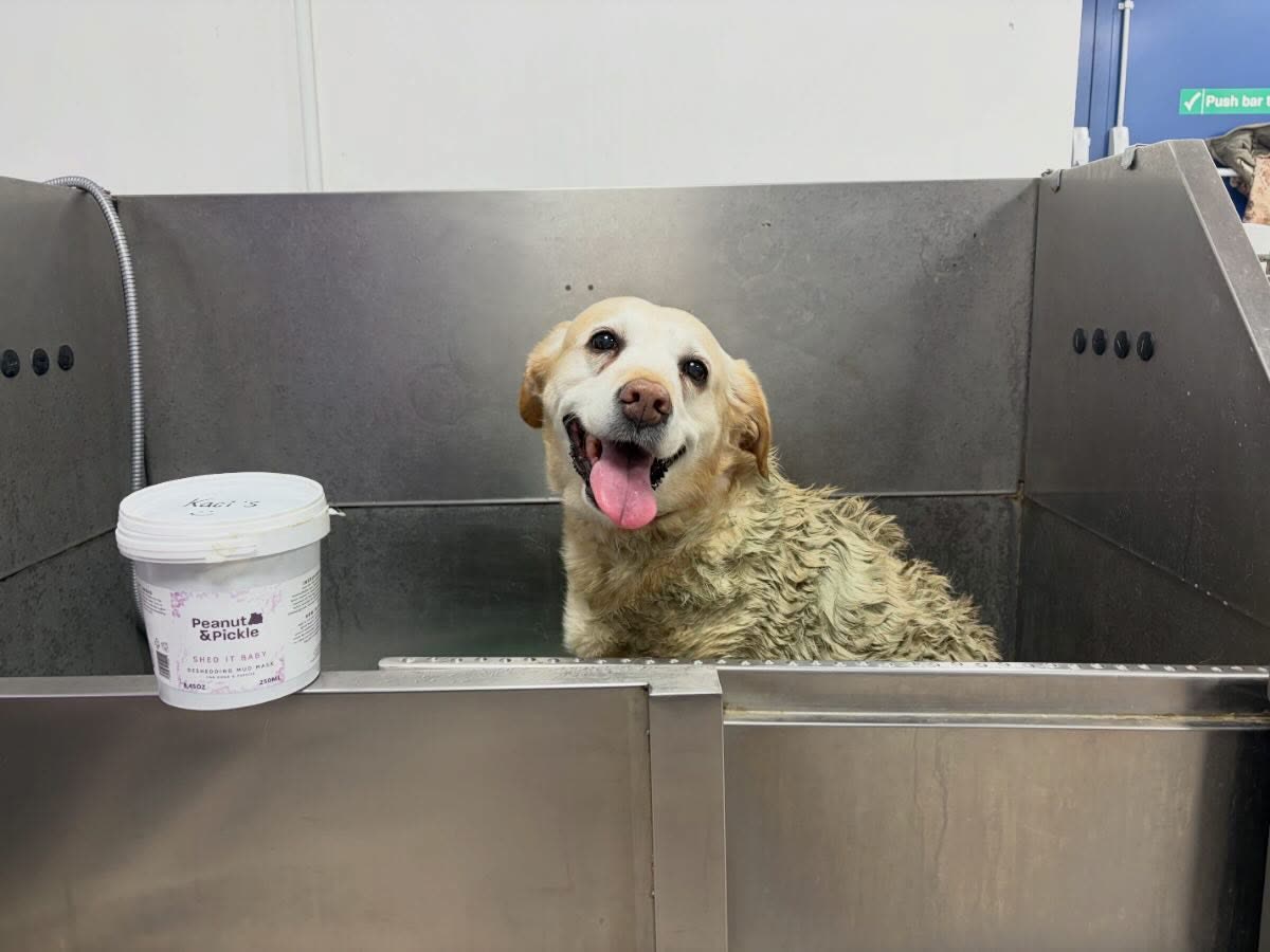 A golden retriever being washed in a stainless steel walk-in bath
