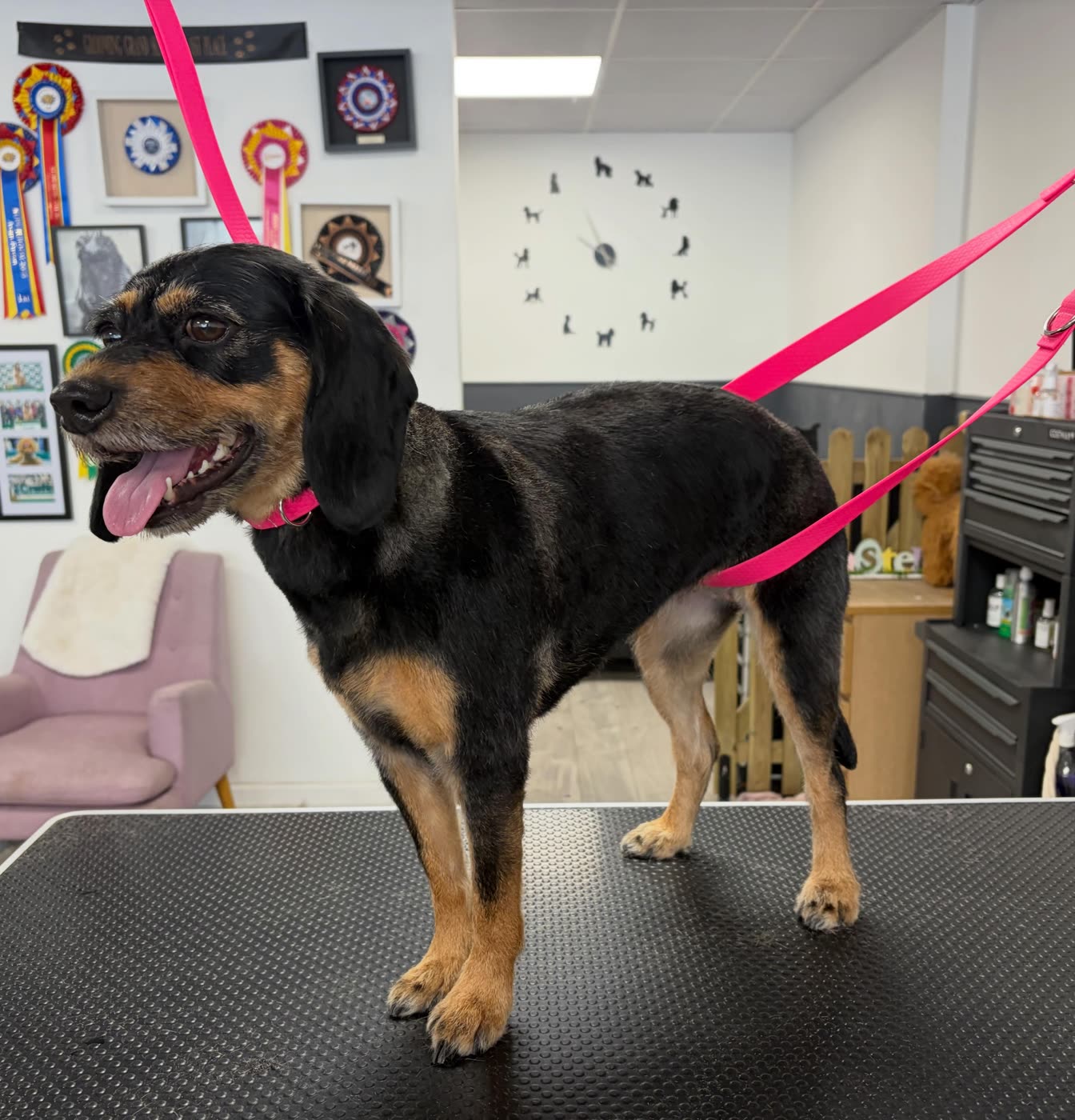 A black and tan beagle cross standing with its tongue out