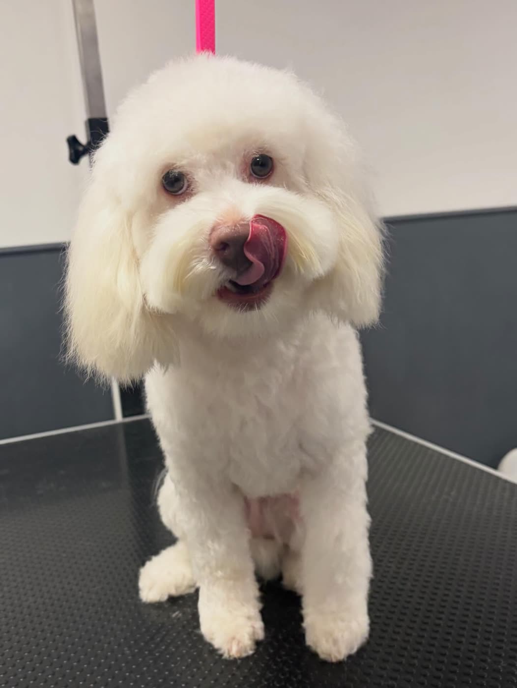 A white Bichon Frise with a rounded face trim, licking its nose