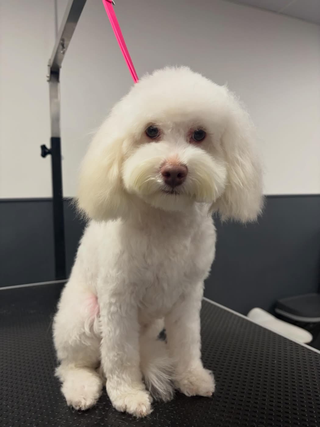 A white Bichon Frise sitting with a rounded head trim