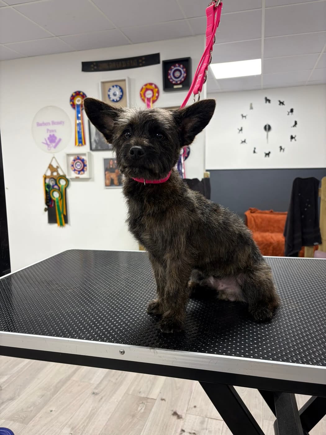 A brindle terrier sitting after grooming
