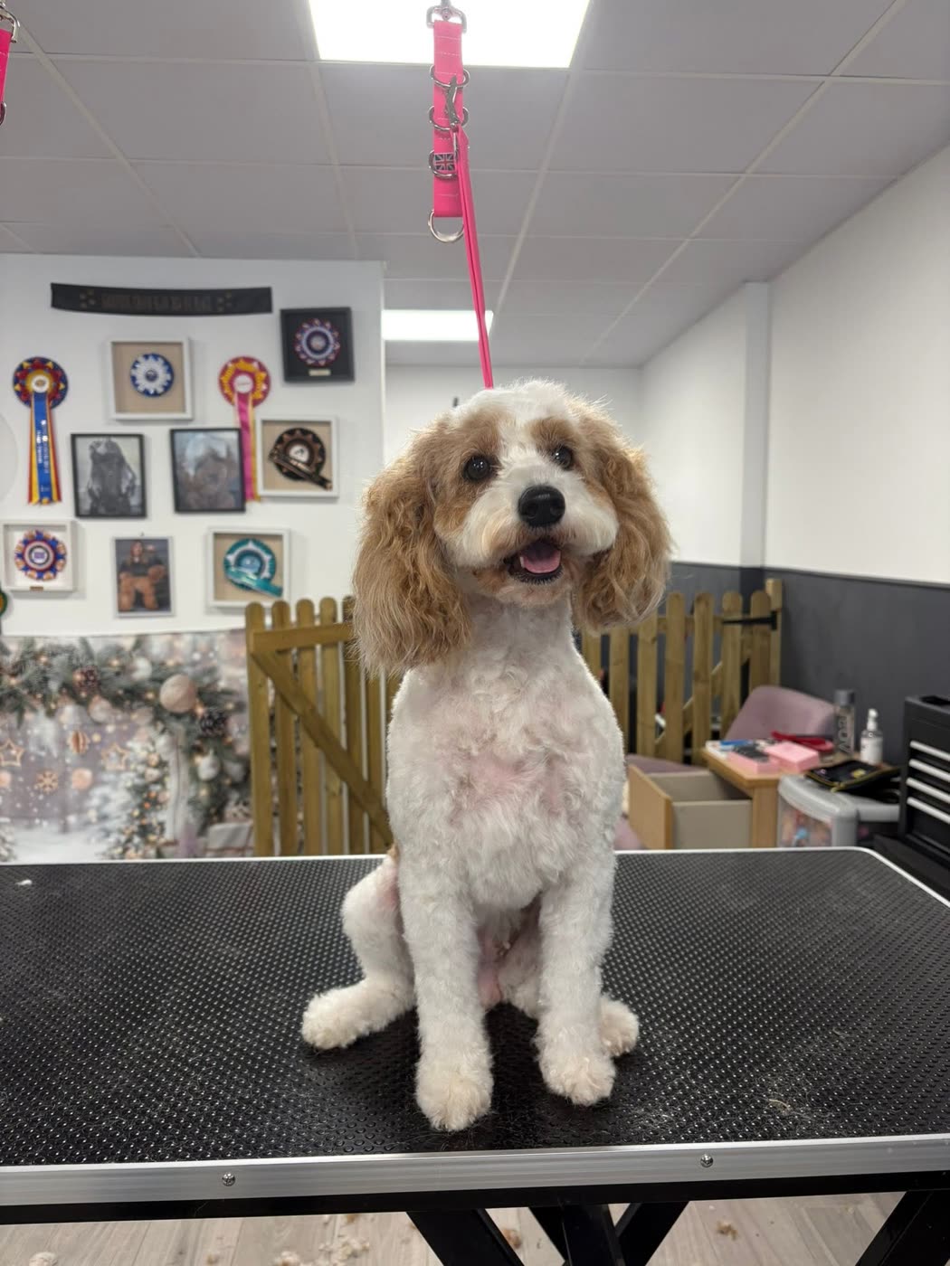 A white and apricot cavapoo sitting after grooming