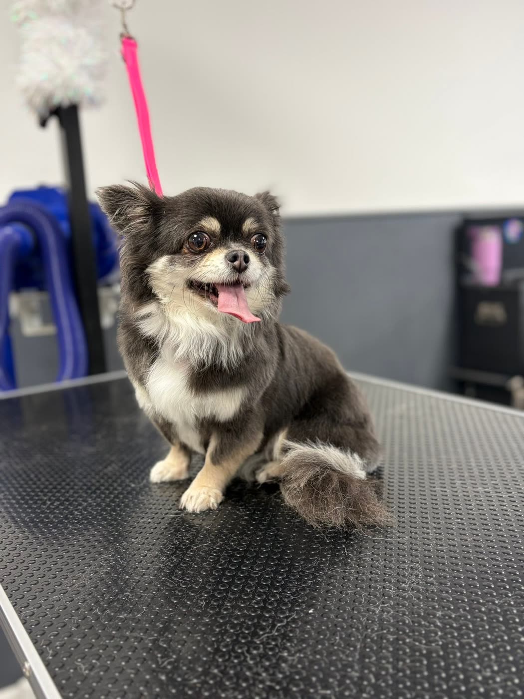 A long-coated tricolour chihuahua sitting with a fluffy tail