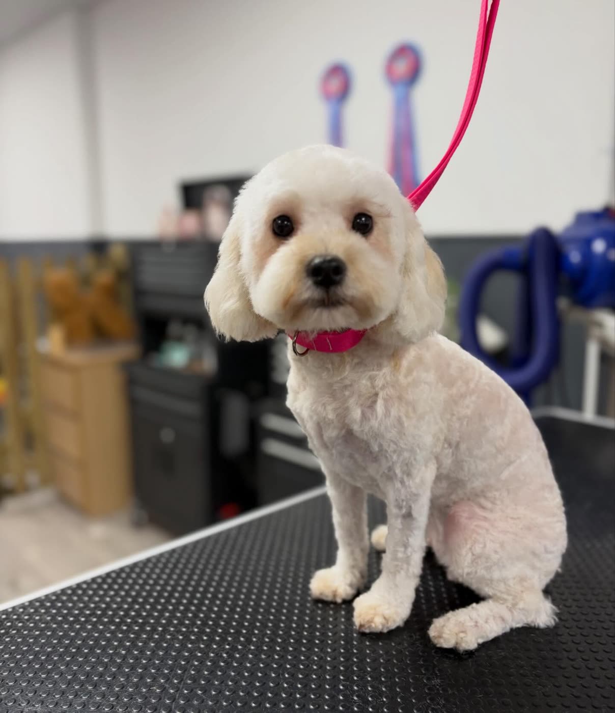 A cream cockapoo sitting after grooming