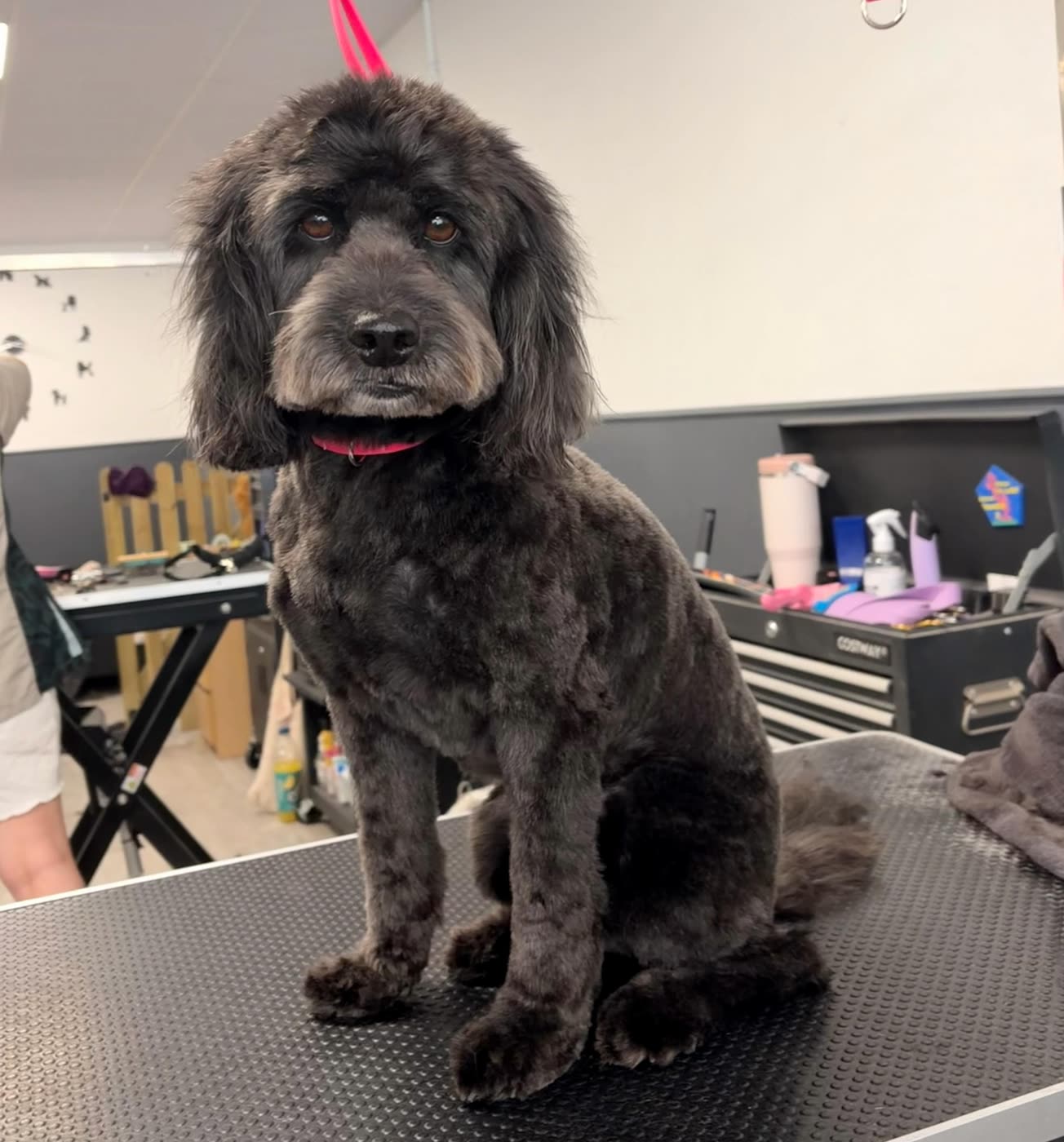 A dark grey cockapoo sitting after a groom