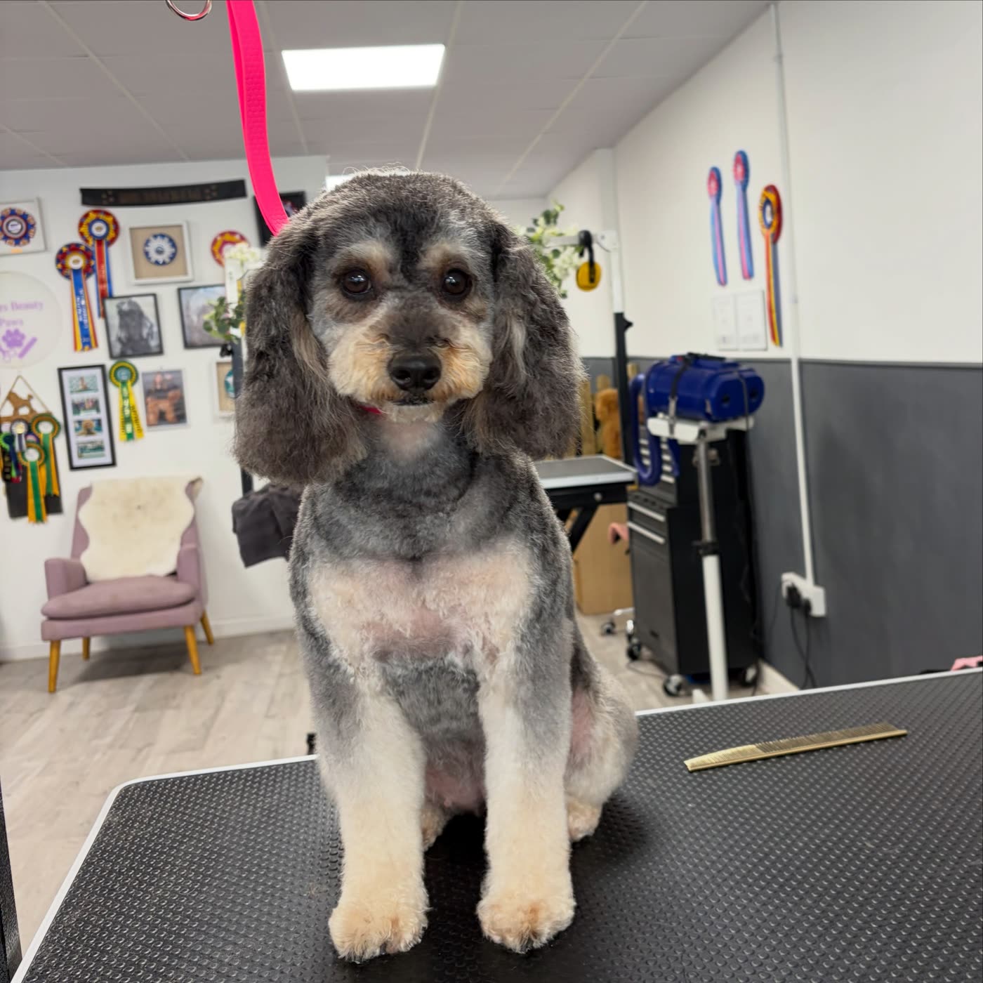 A grey and tan cockapoo sitting after a full groom