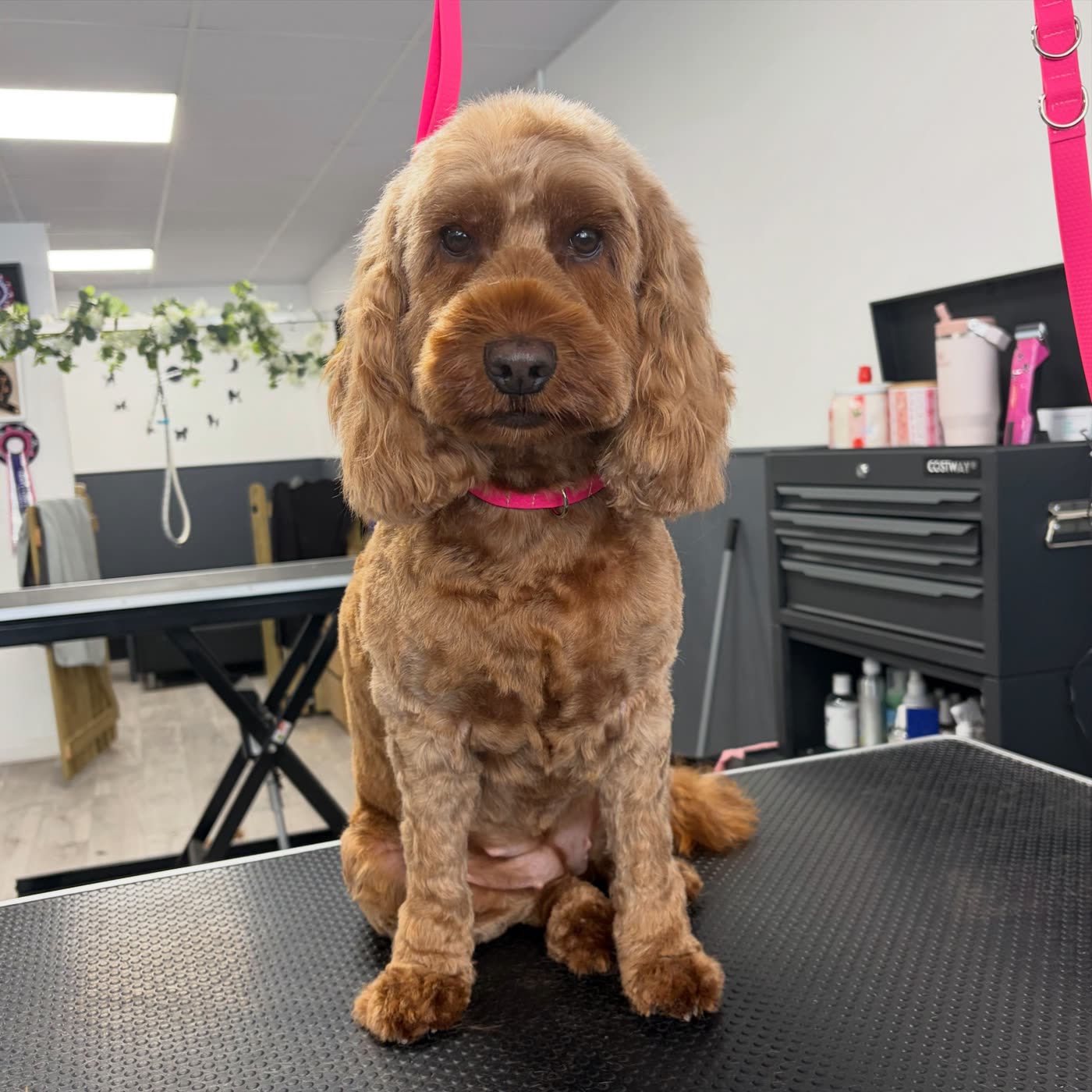 A red cockapoo sitting front on after a groom