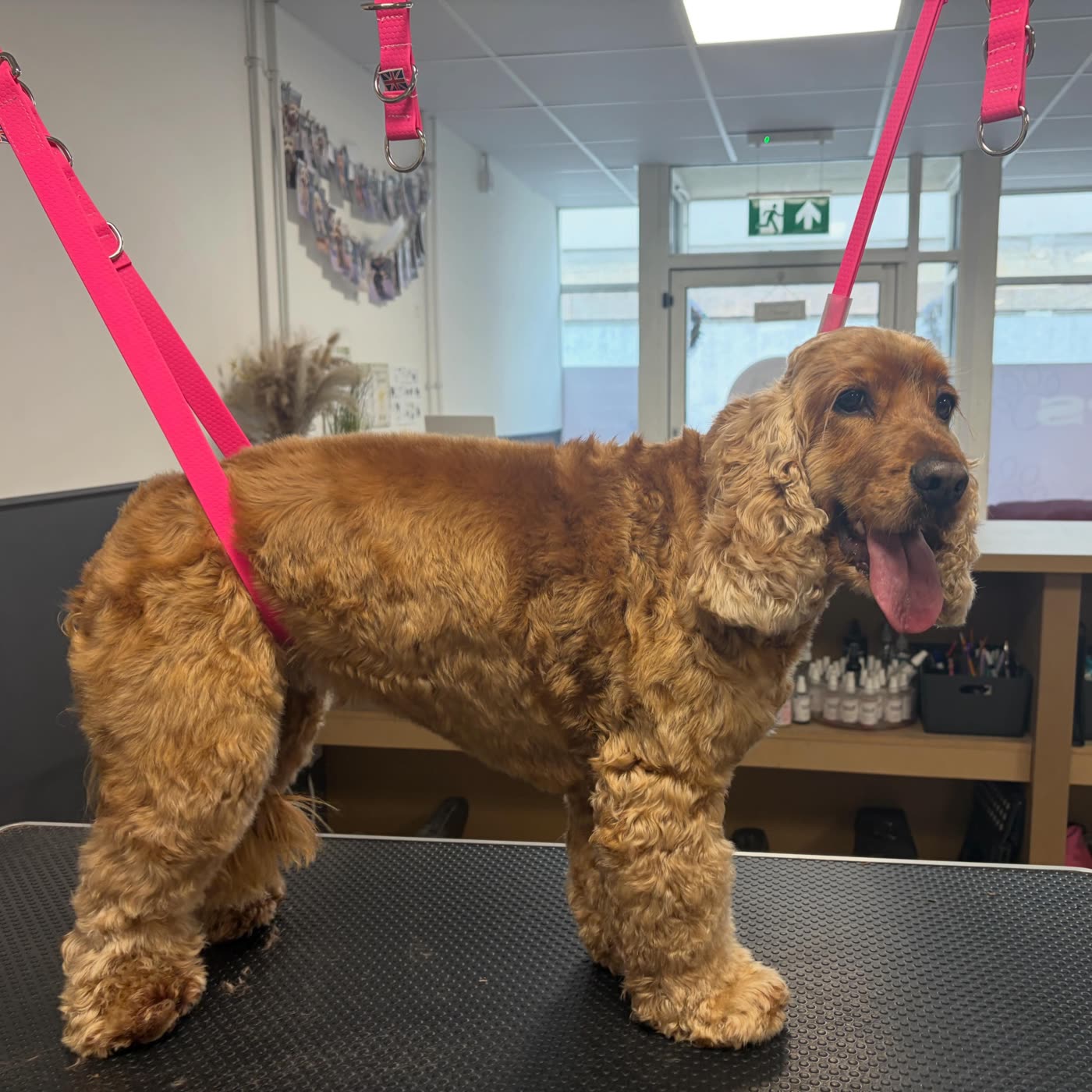 A golden cocker spaniel on the grooming table with its tongue out