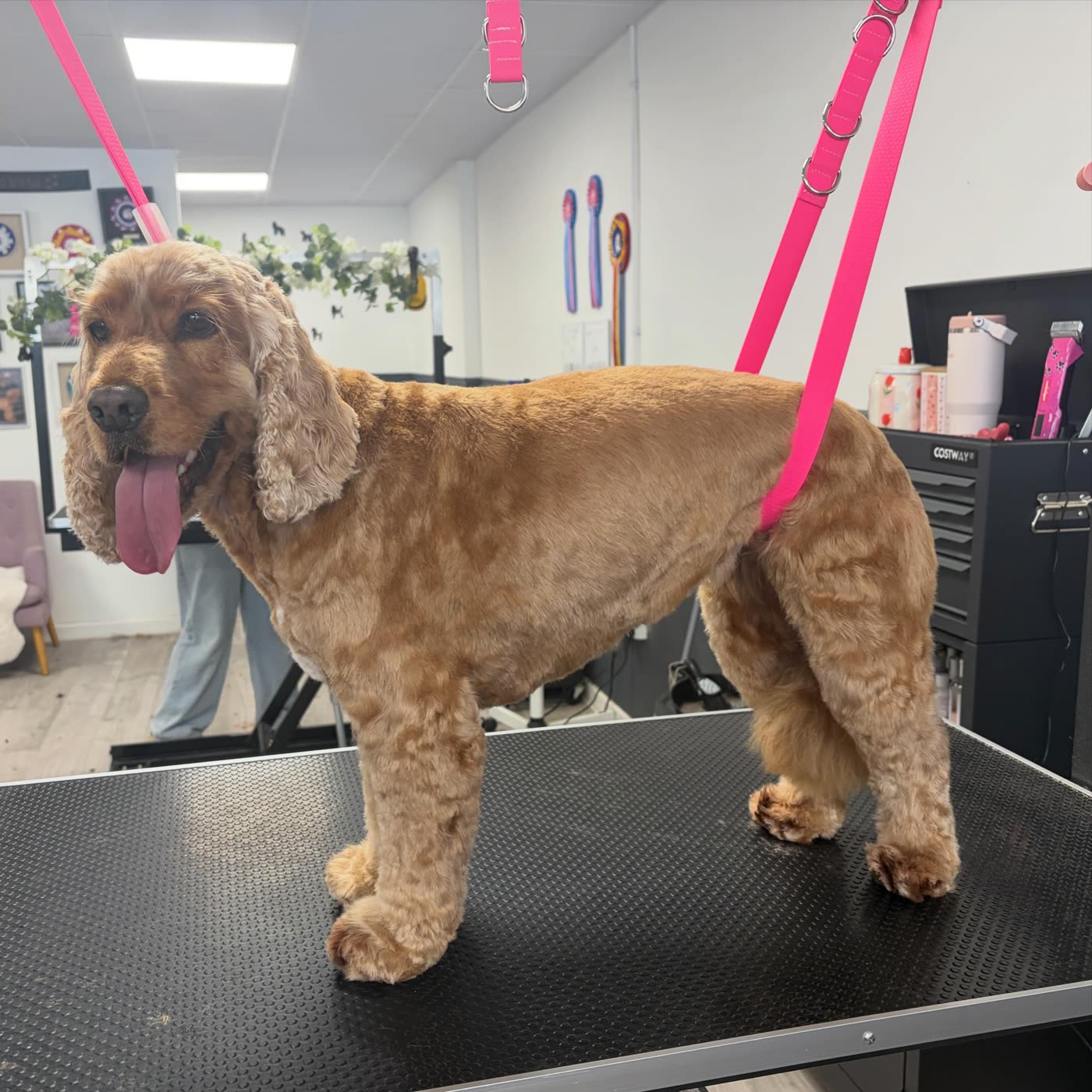 A golden cocker spaniel in profile after grooming