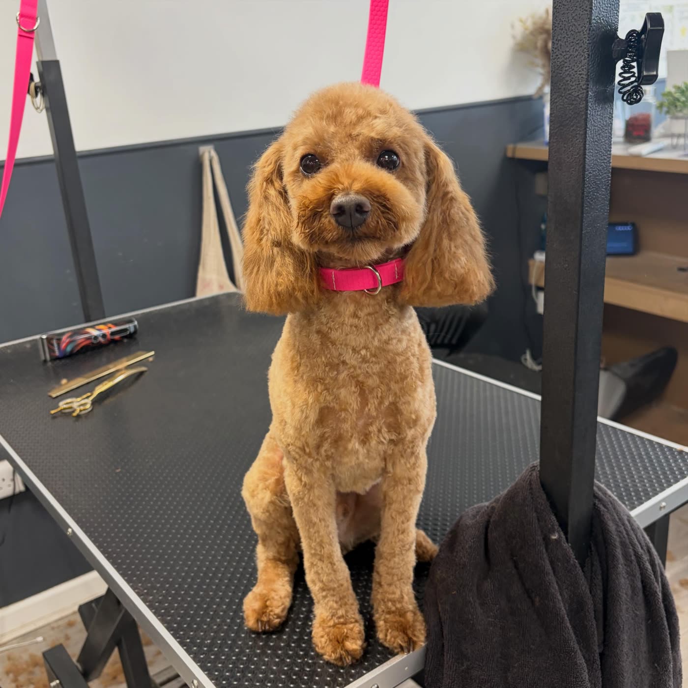 An apricot toy poodle sitting neatly after a full groom