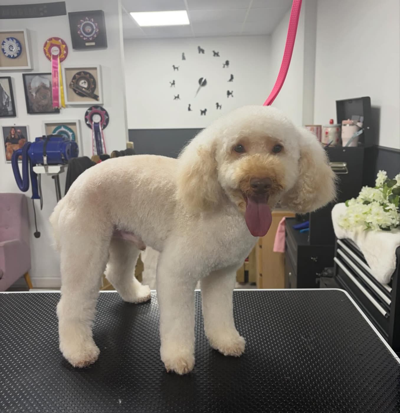 A cream poodle standing with its tongue out