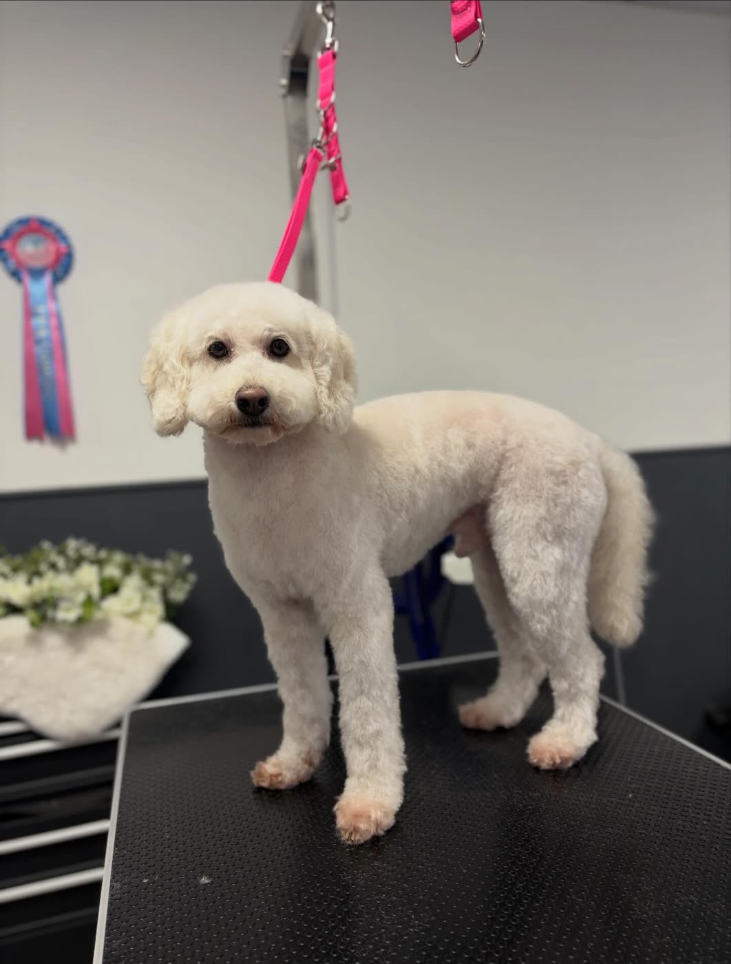 A white poodle standing after grooming