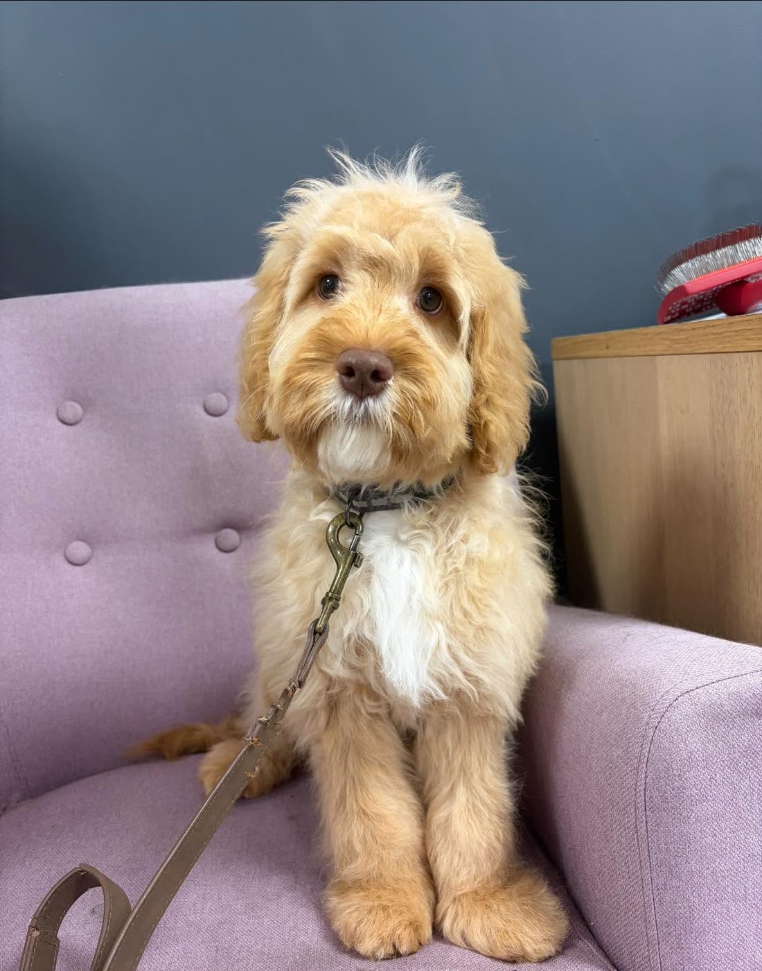 An apricot cockapoo puppy sitting on a lilac armchair