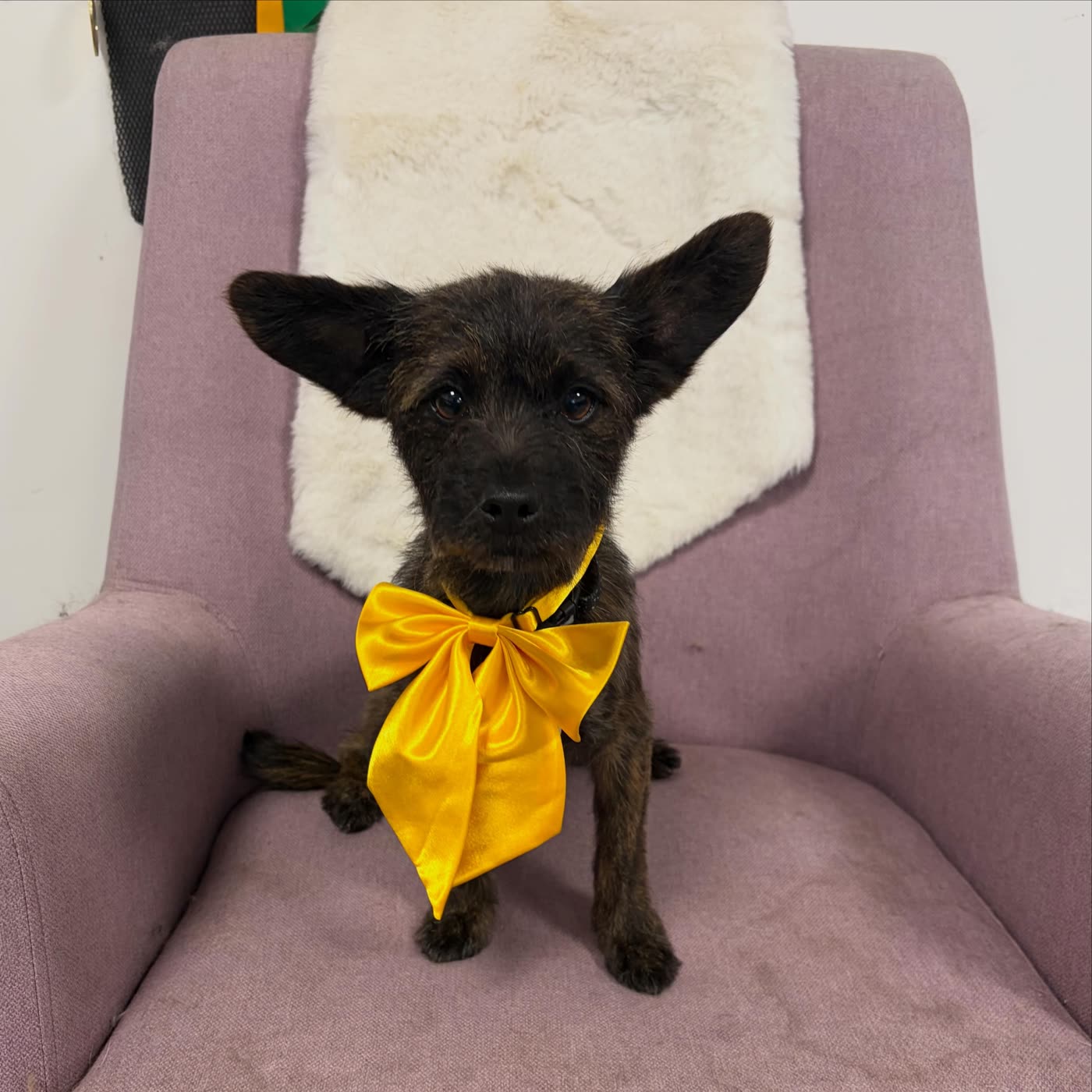 A brindle terrier puppy wearing a yellow satin bow on a lilac armchair