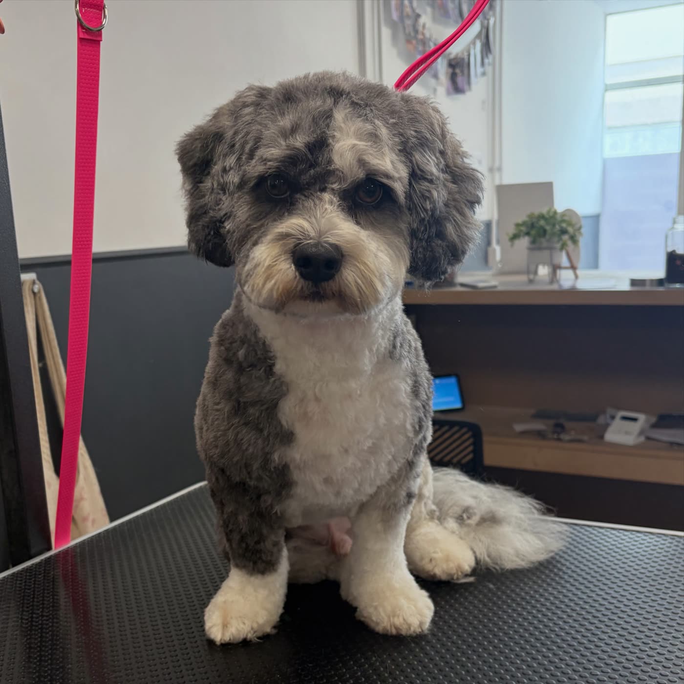 A grey and white schnoodle sitting in front of a bright window