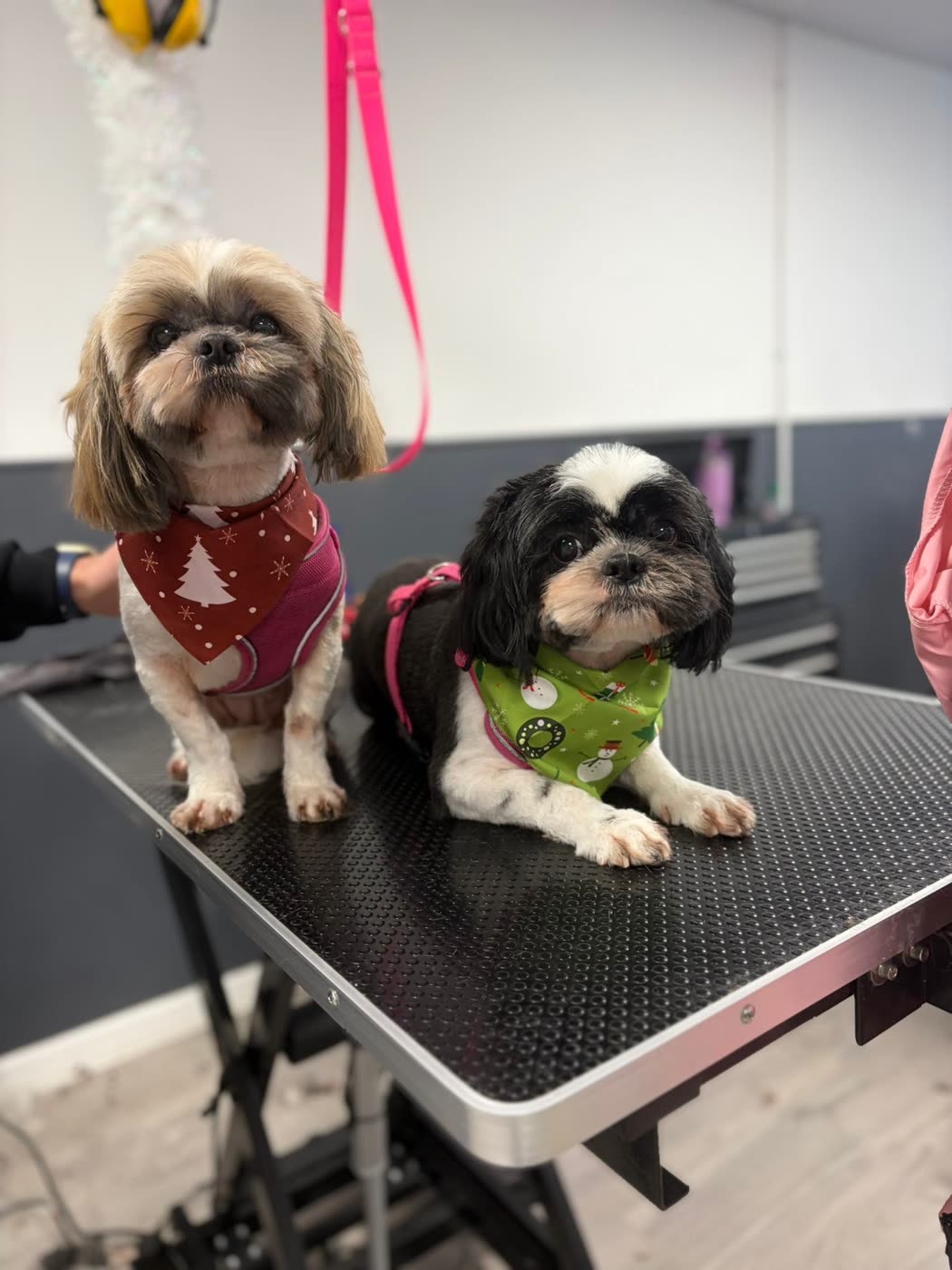 Two Shih Tzus wearing festive bandanas