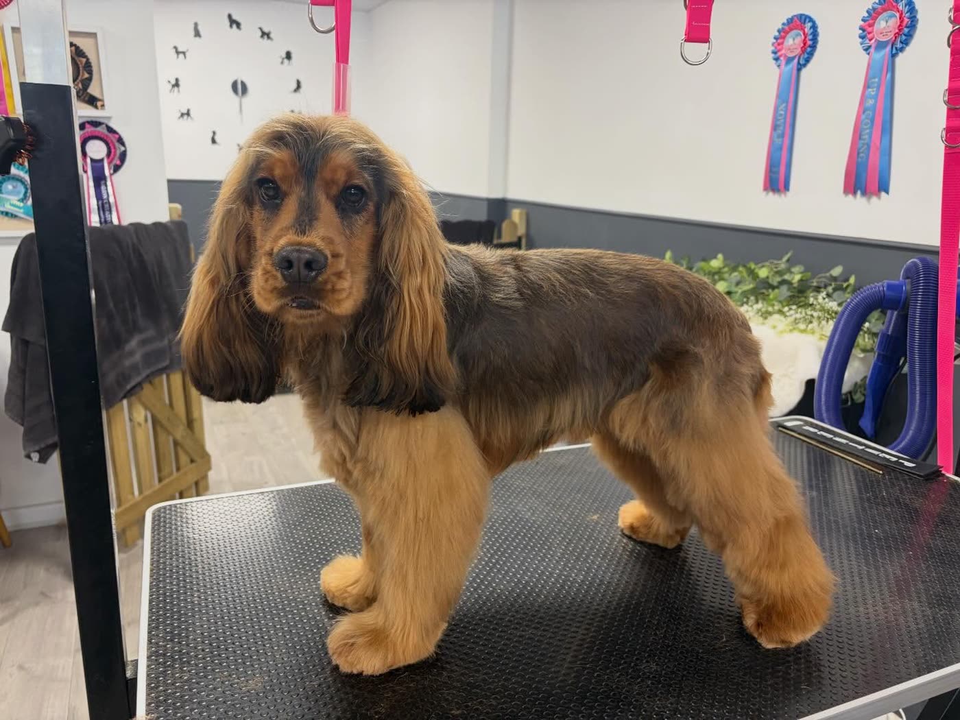 A show cocker spaniel with a long, silky groomed coat