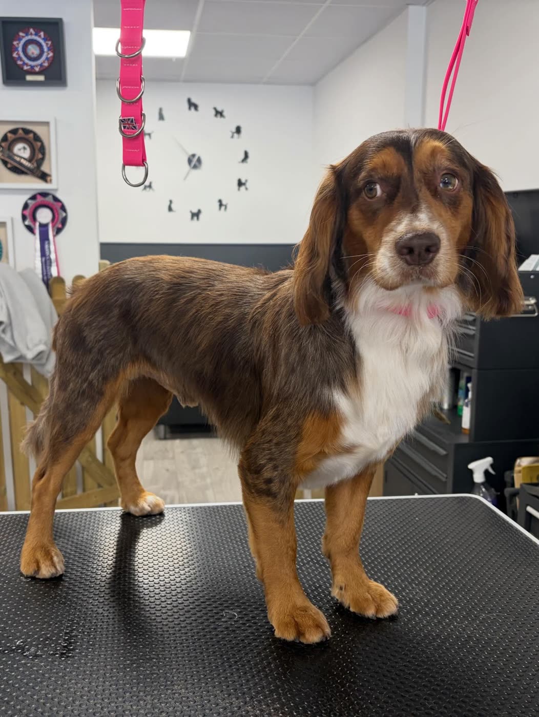 A chocolate merle sprocker spaniel standing after grooming