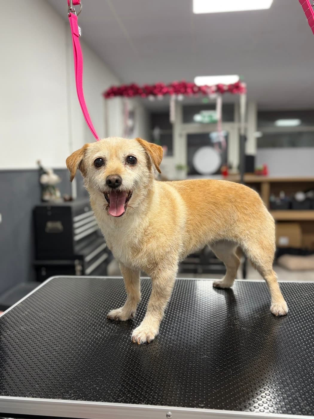 A cream terrier cross with a wide open-mouthed smile