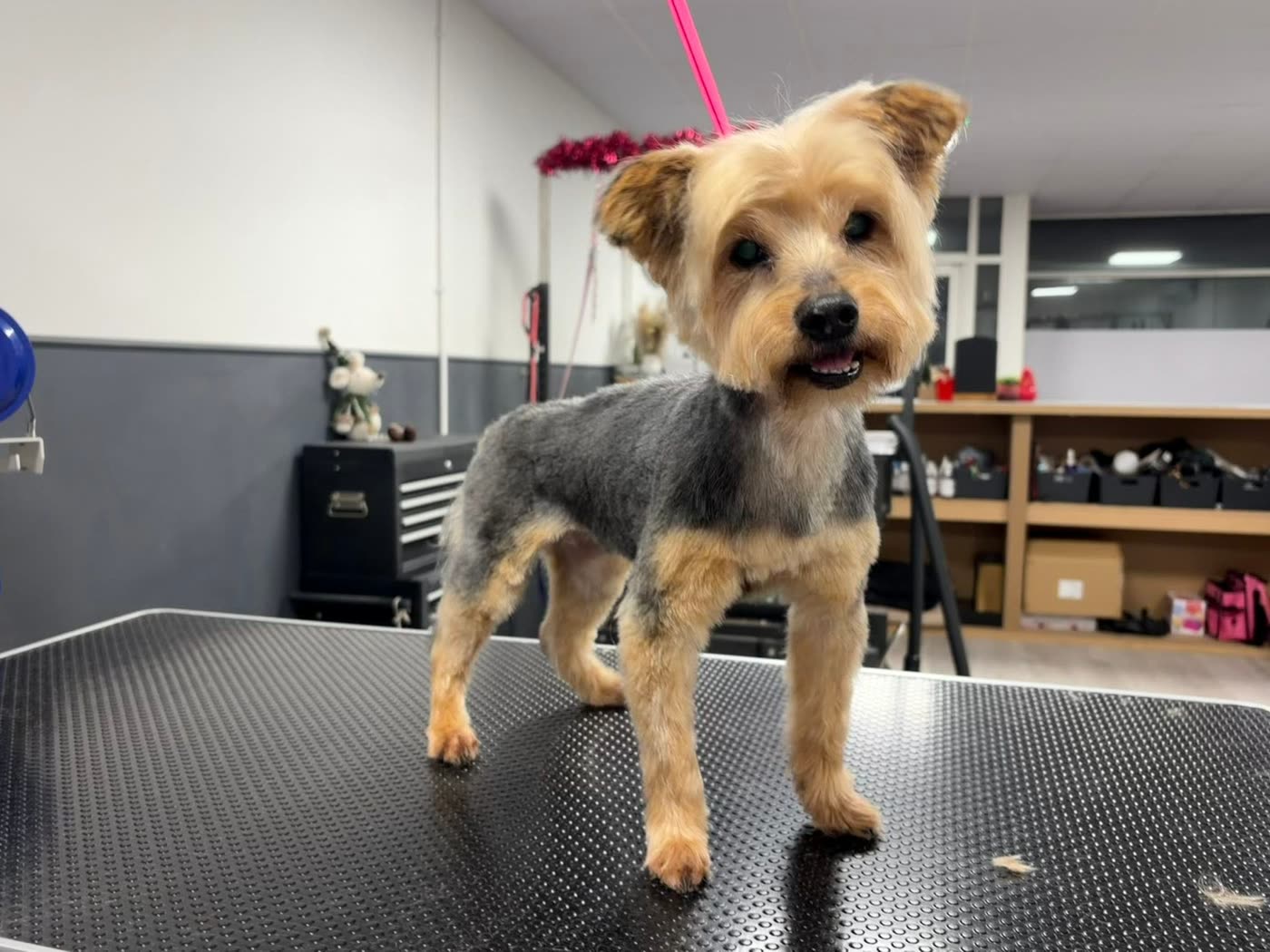 A Yorkshire terrier standing on the grooming table with a neat trim