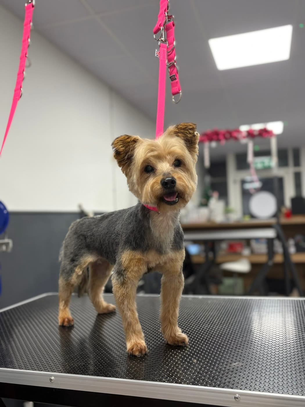 A Yorkshire terrier standing after a full groom
